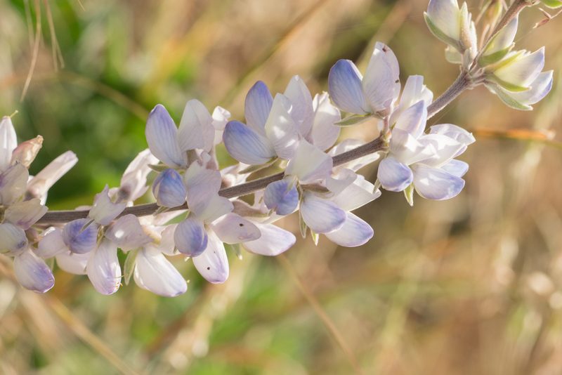 Lupinus longifolius, photographed by Jesse Rorabaugh