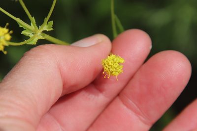 Sanicula arguta, photographed by Millie Basden