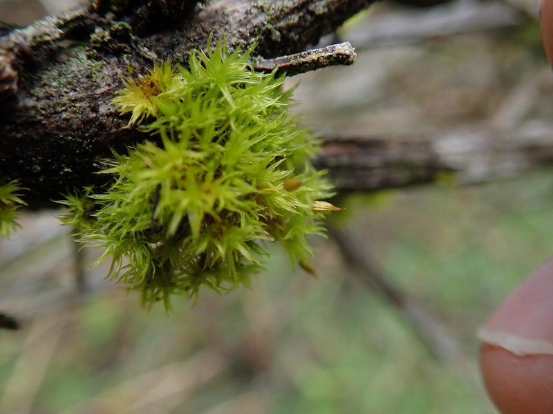 Orthotrichum consimile, photographed by Randal