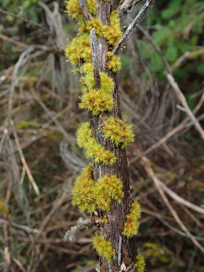 Orthotrichum consimile, photographed by Randal