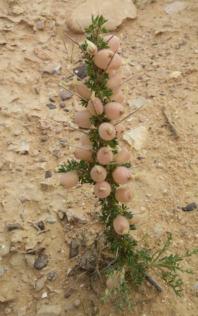 Astragalus spinosus, photographed by Kristof Zyskowski