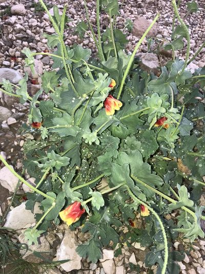 Glaucium elegans, photographed by Nasser Halaweh