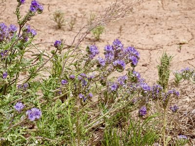 Phacelia popei, photographed by CK2AZ