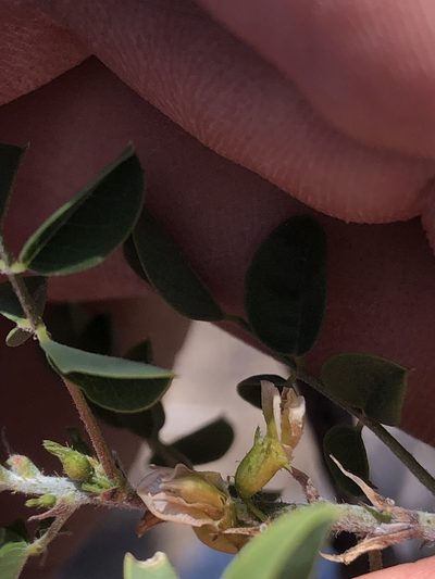 Nissolia schottii, photographed by Enrique Martínez Núñez
