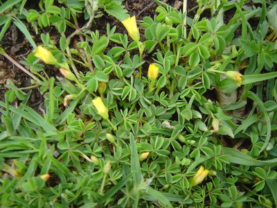 Oxalis bisfracta, photographed by Alfredo F. Fuentes Claros