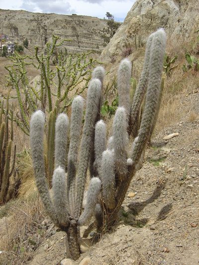Oreocereus fossulatus, photographed by Alfredo F. Fuentes Claros