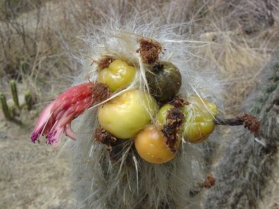 Oreocereus fossulatus, photographed by Alfredo F. Fuentes Claros