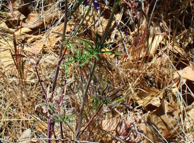 Delphinium parryi, photographed by Zack Abbey
