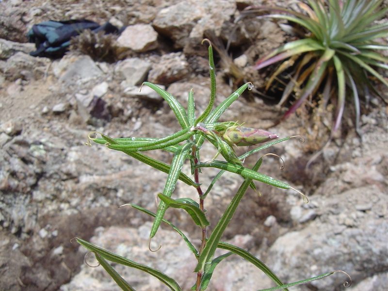 Mutisia cochabambensis, photographed by Alfredo F. Fuentes Claros