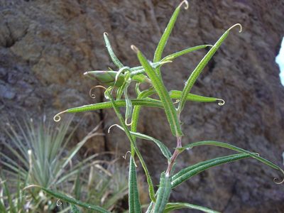 Mutisia cochabambensis, photographed by Alfredo F. Fuentes Claros