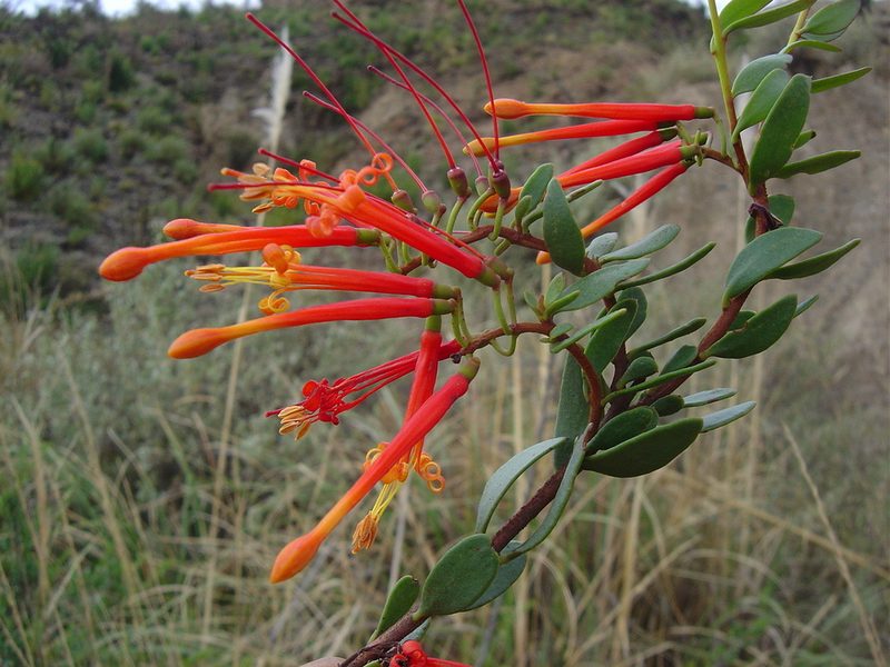 Tristerix penduliflorus, photographed by Alfredo F. Fuentes Claros