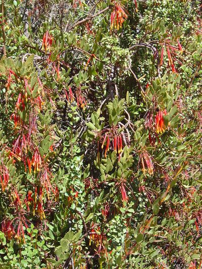 Tristerix penduliflorus, photographed by Alfredo F. Fuentes Claros