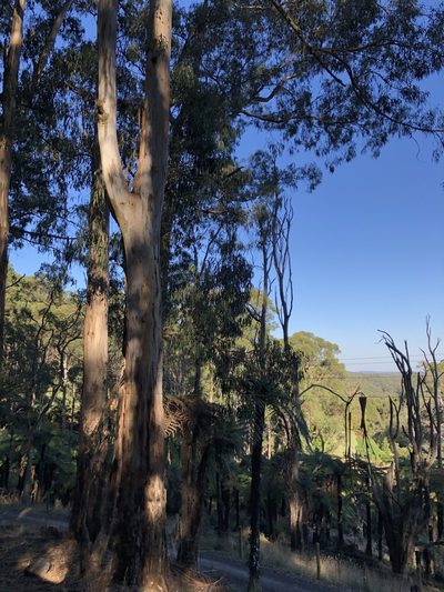 Eucalyptus cypellocarpa, photographed by elawrey