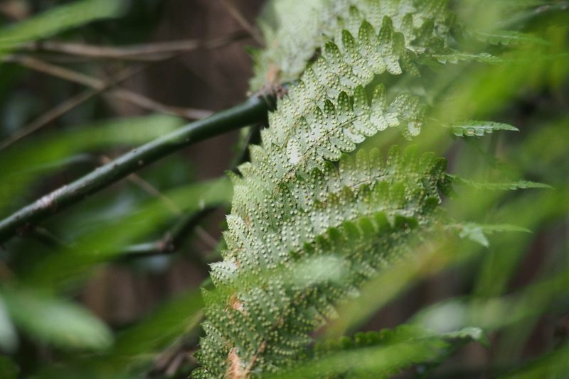 Polystichum longifrons, photographed by harum.koh