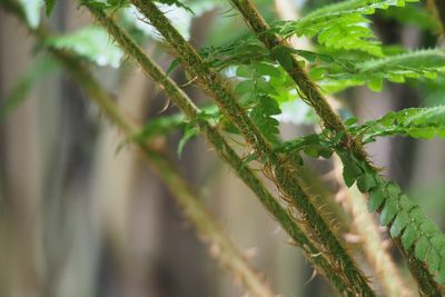 Polystichum longifrons, photographed by harum.koh