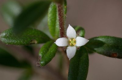 Zieria pilosa, photographed by M Rutherford