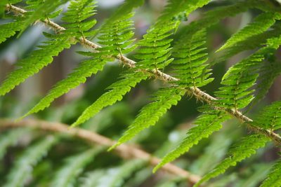 Polystichum longifrons, photographed by harum.koh