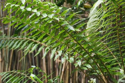 Polystichum longifrons, photographed by harum.koh