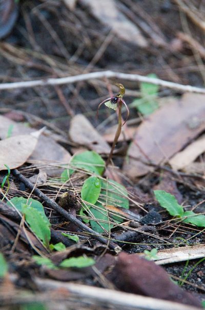 Chiloglottis seminuda, photographed by M Rutherford