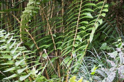 Polystichum longifrons, photographed by harum.koh