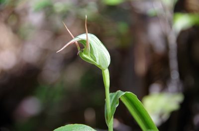 Pterostylis auriculata, photographed by M Rutherford