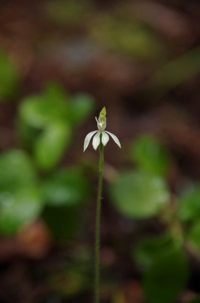 Caladenia nothofageti, photographed by M Rutherford