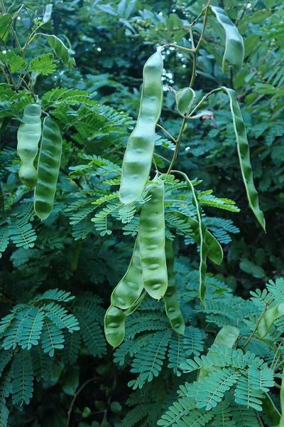 Senegalia kraussiana, photographed by Andrew Deacon