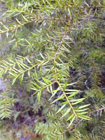 Podocarpus acutifolius, photographed by Sarah Richardson