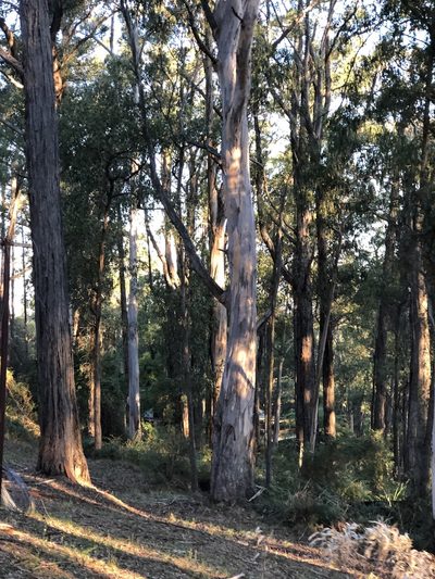 Eucalyptus cypellocarpa, photographed by elawrey