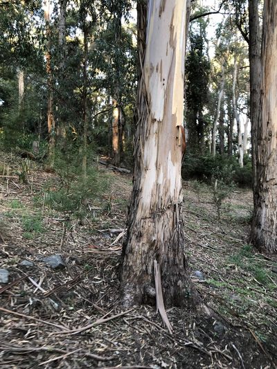 Eucalyptus cypellocarpa, photographed by elawrey