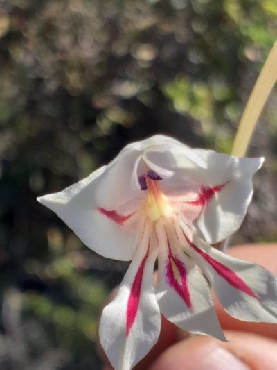 Gladiolus engysiphon, photographed by kevin koen