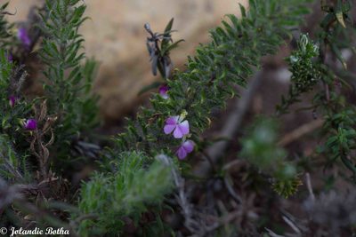 Muraltia ciliaris, photographed by kevin koen