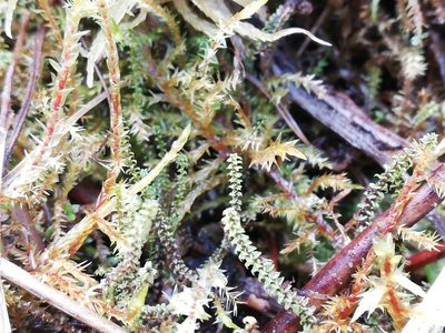Paludella squarrosa, photographed by Ditte Grube Barild