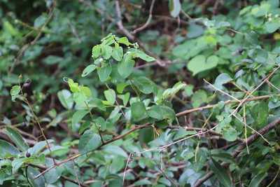 Helinus integrifolius, photographed by Tony Rebelo