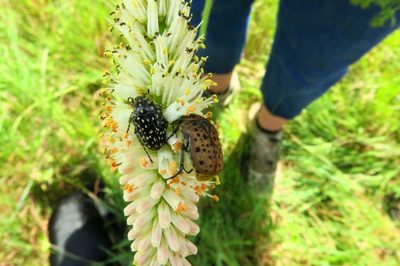 Kniphofia buchananii, photographed by Peter Warren