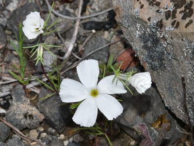 Linanthus dichotomus, photographed by Don Loarie