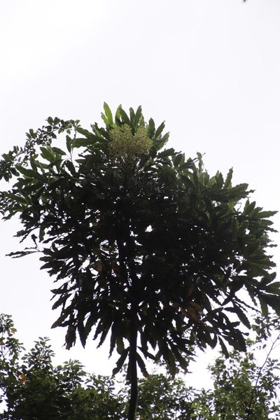 Neocussonia umbellifera, photographed by Tony Rebelo