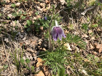 Pulsatilla montana, photographed by Jason Grant