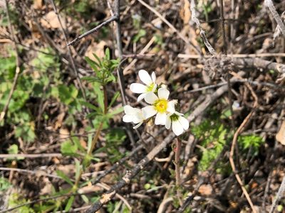 Saxifraga bulbifera, photographed by Jason Grant