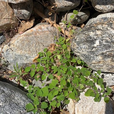 Physalis pubescens, photographed by Bill Levine
