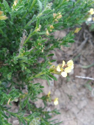 Vella aspera, photographed by Joan C. Hinojosa