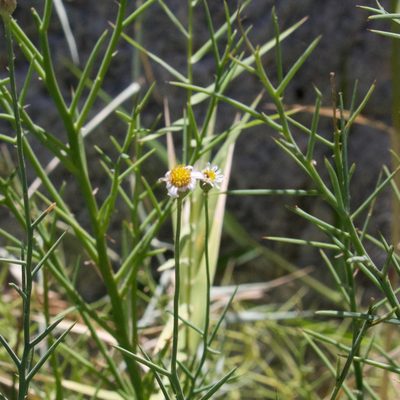 Chloracantha spinosissima, photographed by Bill Levine