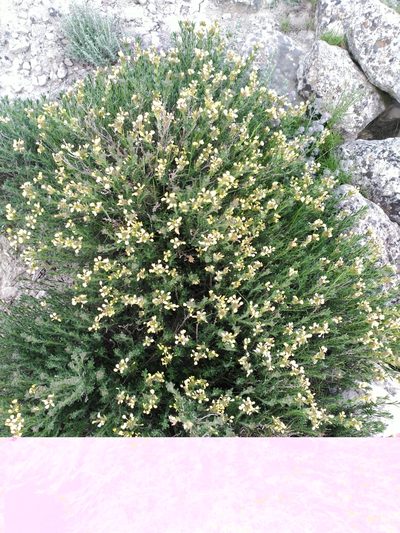 Vella aspera, photographed by Joan C. Hinojosa