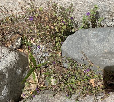 Stemodia pusilla, photographed by Bill Levine