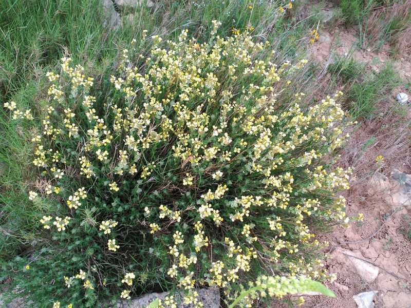 Vella aspera, photographed by Joan C. Hinojosa
