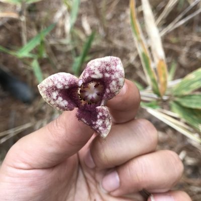 Asarum sorriei, photographed by Ana Cristina