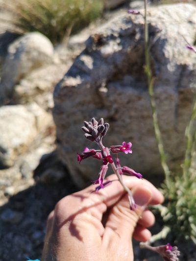 Boechera arcuata, photographed by Jordan Zylstra
