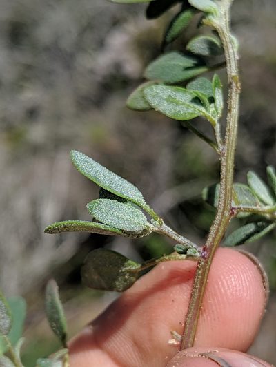 Chenopodium littoreum, photographed by Alex Heyman