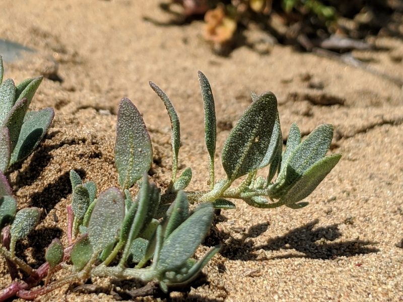 Chenopodium littoreum, photographed by Alex Heyman