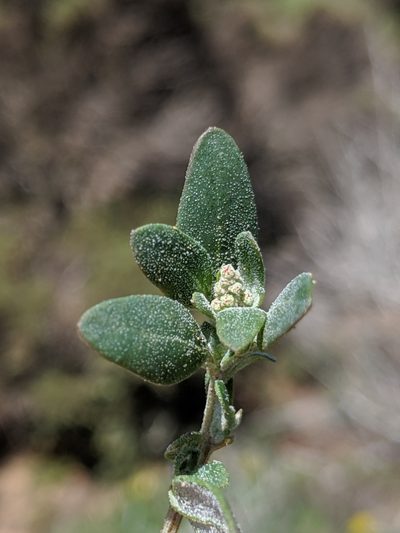 Chenopodium littoreum, photographed by Alex Heyman